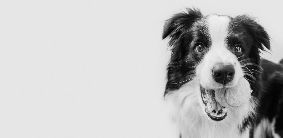 Payment Options Animal Emergency Clinic