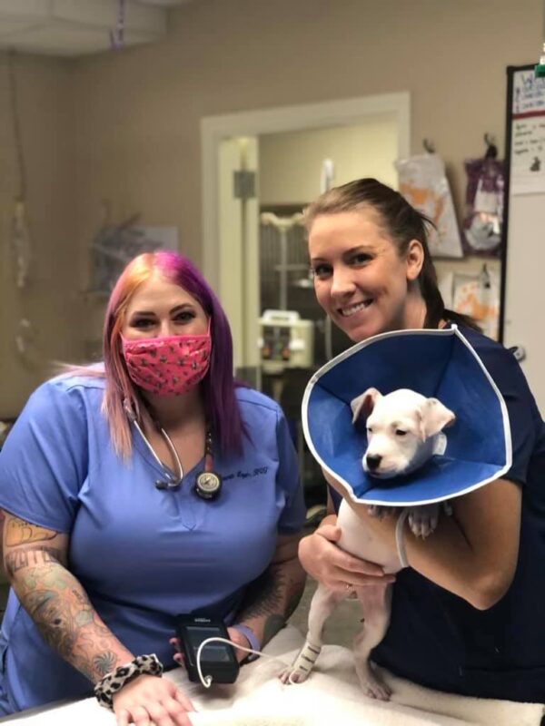 Services Animal Emergency Clinic