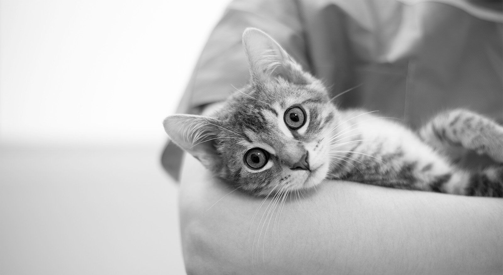 New Clients Animal Emergency Clinic