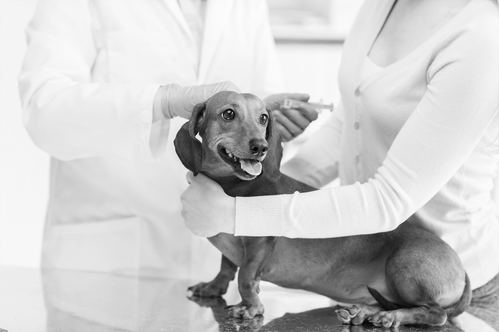 New Clients Animal Emergency Clinic new-clients-animal-emergency-clinic